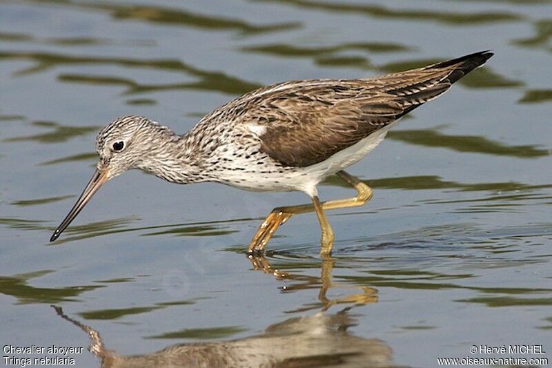 Common Greenshankadult breeding, identification