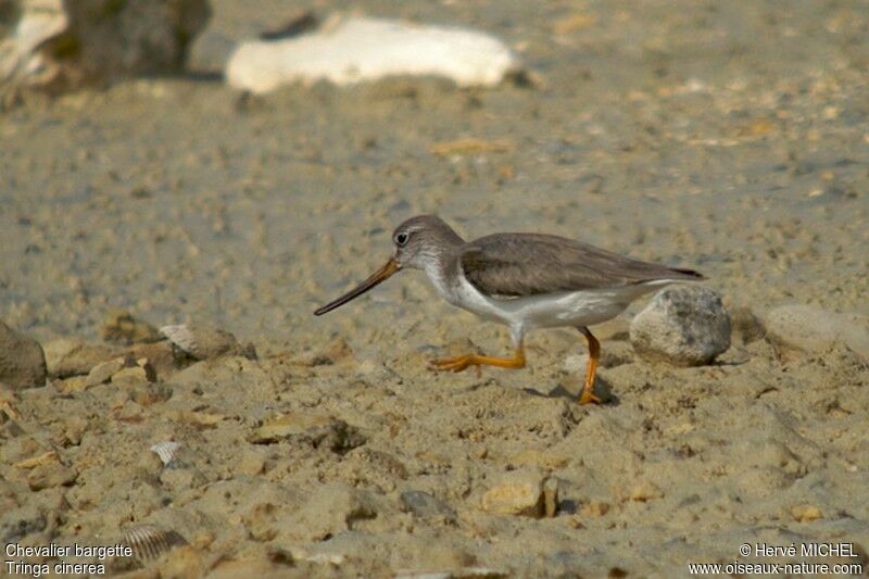 Terek Sandpiper, identification