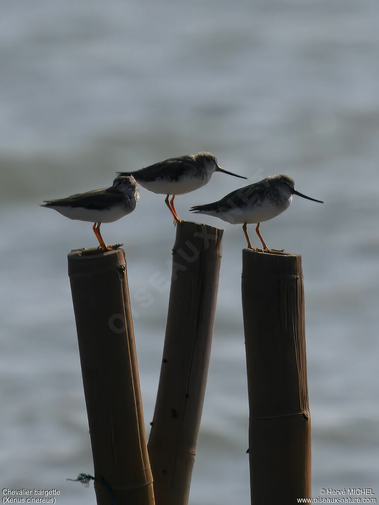 Terek Sandpiper