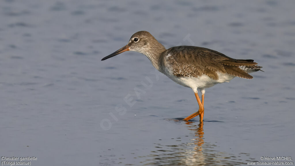 Common Redshank