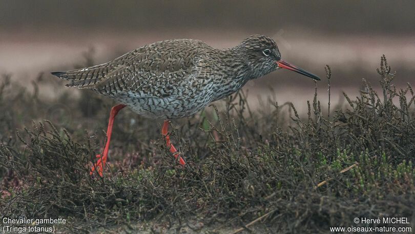Common Redshankadult breeding