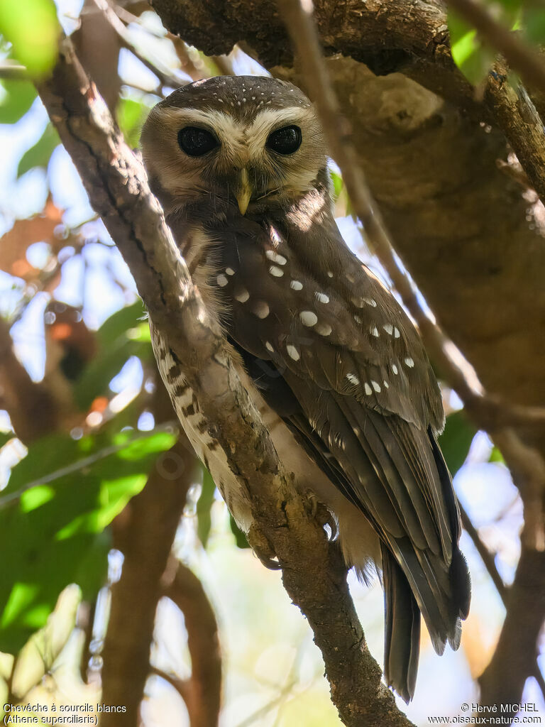 White-browed Owladult