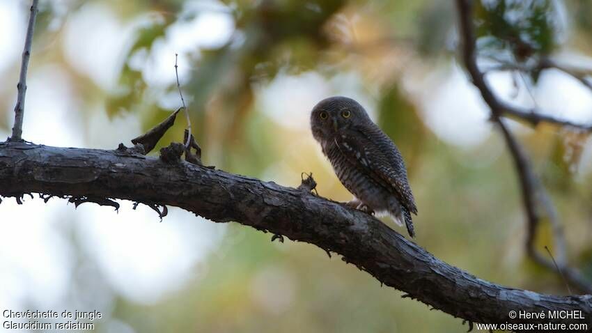 Jungle Owlet
