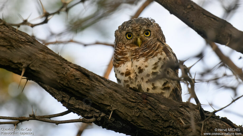 African Barred Owlet