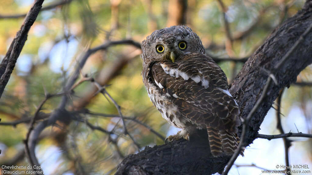 African Barred Owlet