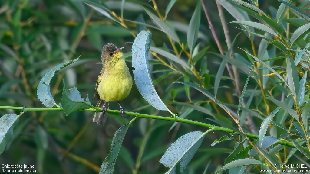 Chloropète jaune - Hypolaïs jaune<br />