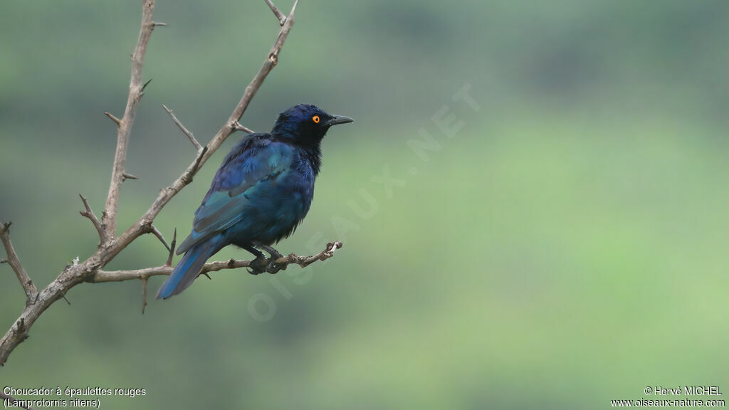 Choucador à épaulettes rouges