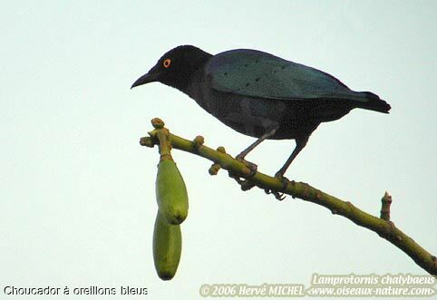 Choucador à oreillons bleus