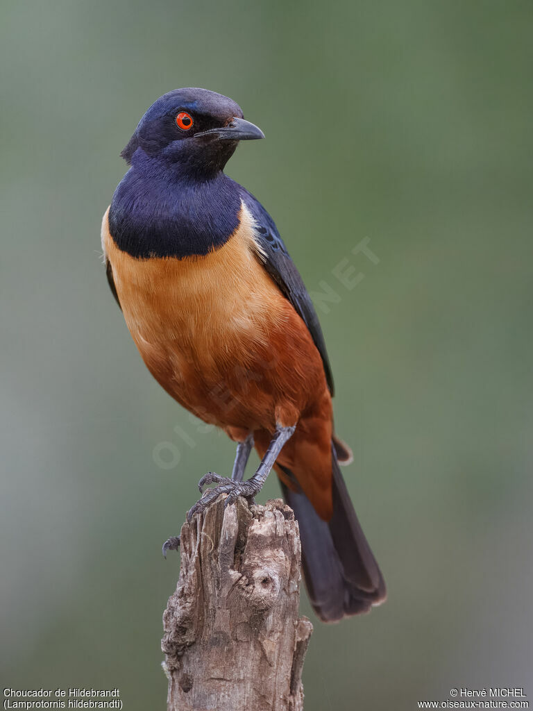 Hildebrandt's Starling