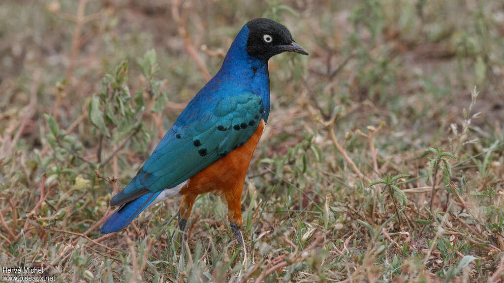 Superb Starlingadult, identification