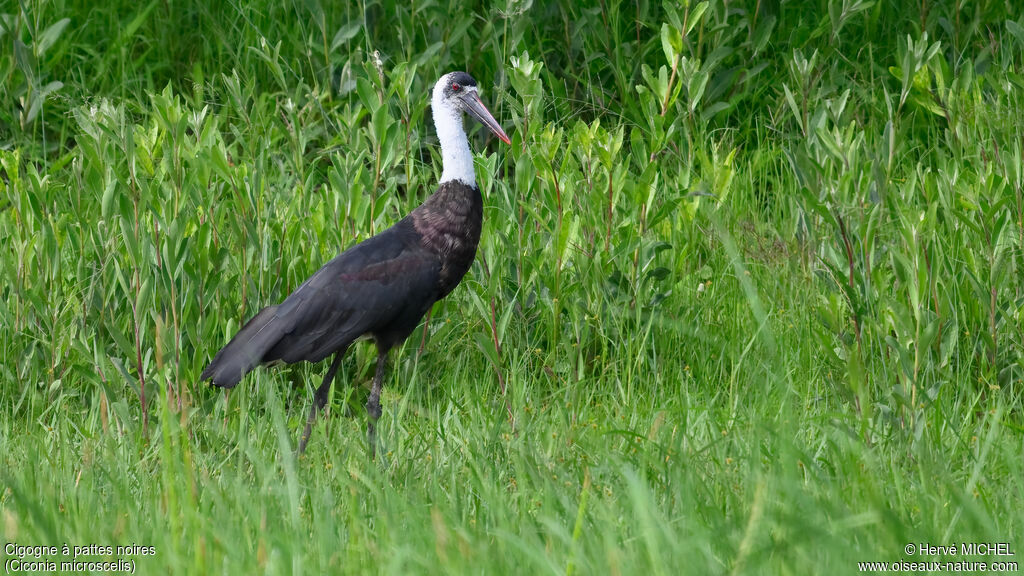 Cigogne à pattes noiresadulte