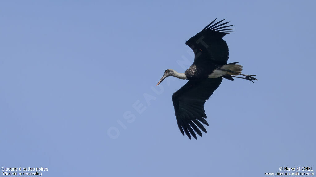African Woolly-necked Stork