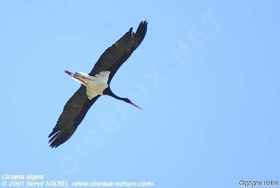 Cigogne noire