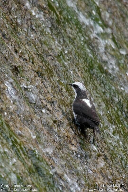 White-capped Dipper