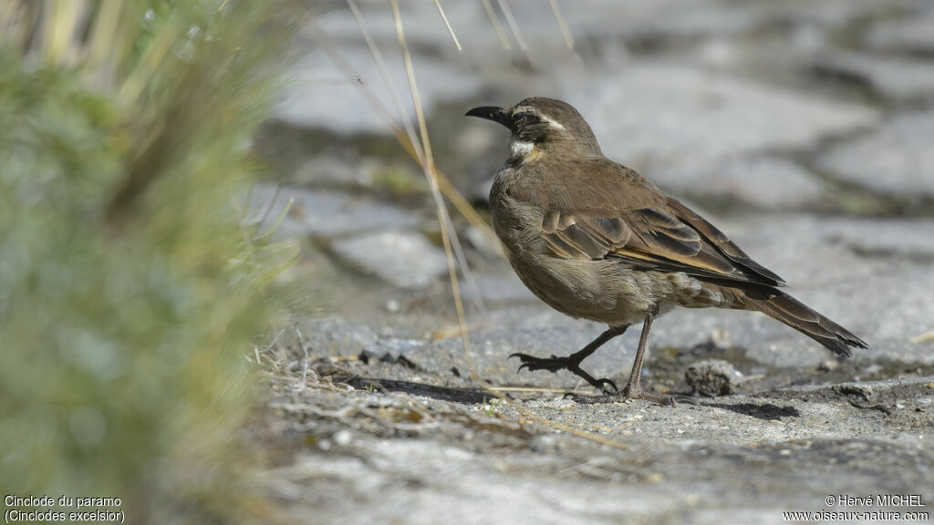 Cinclode du paramo