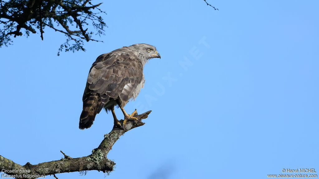 Circaète barréadulte