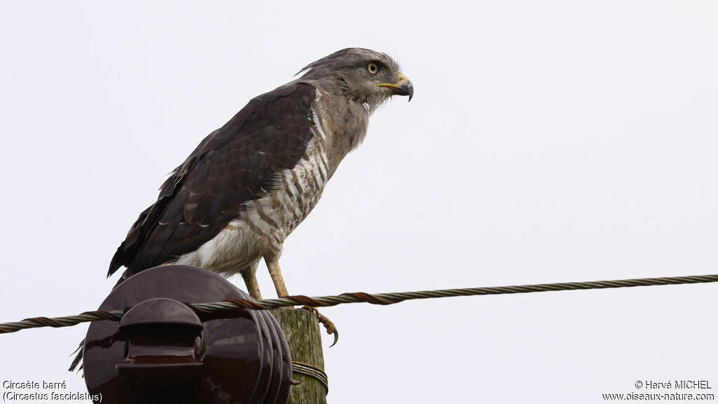 Southern Banded Snake Eagleadult