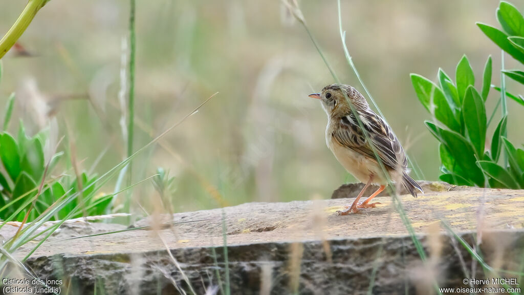 Zitting Cisticola