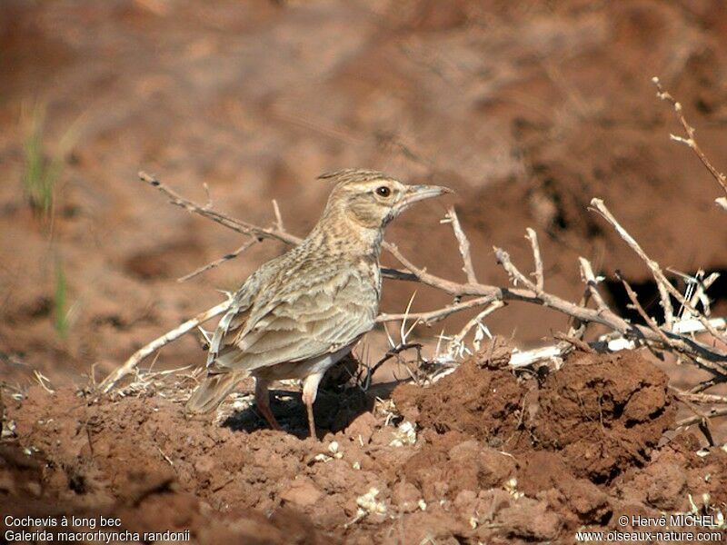 Cochevis à long becadulte, identification