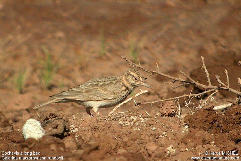 Cochevis à long becadulte, identification