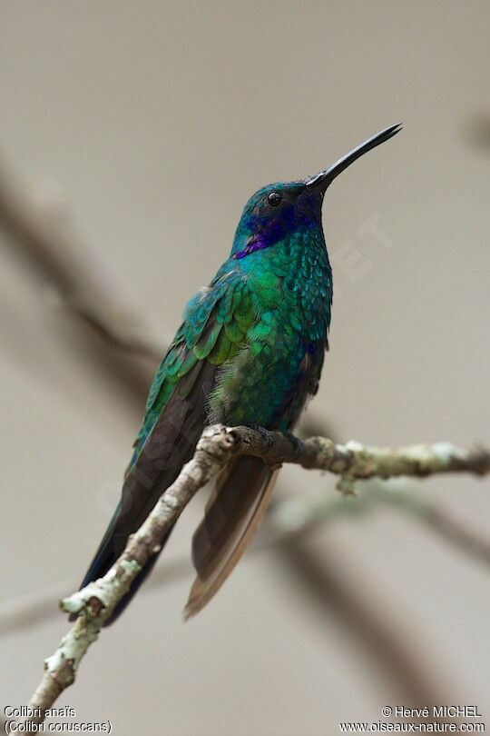 Colibri d'Anaïs
