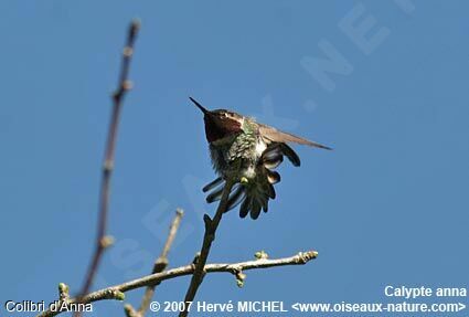 Colibri d'Anna mâle adulte nuptial