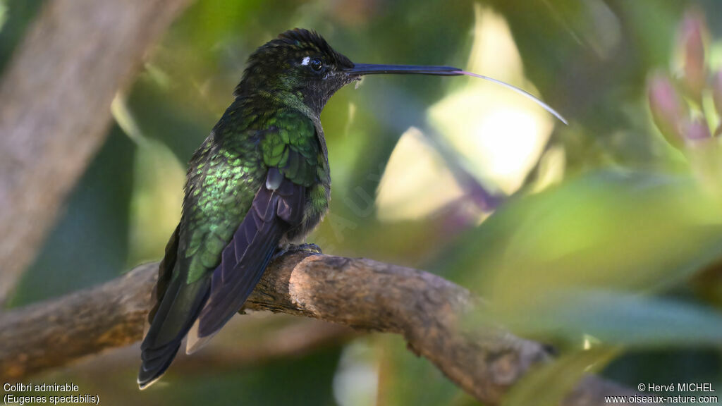 Colibri de la Talamanca