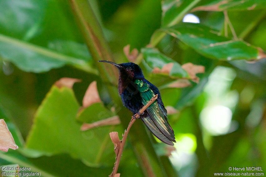 Colibri madère
