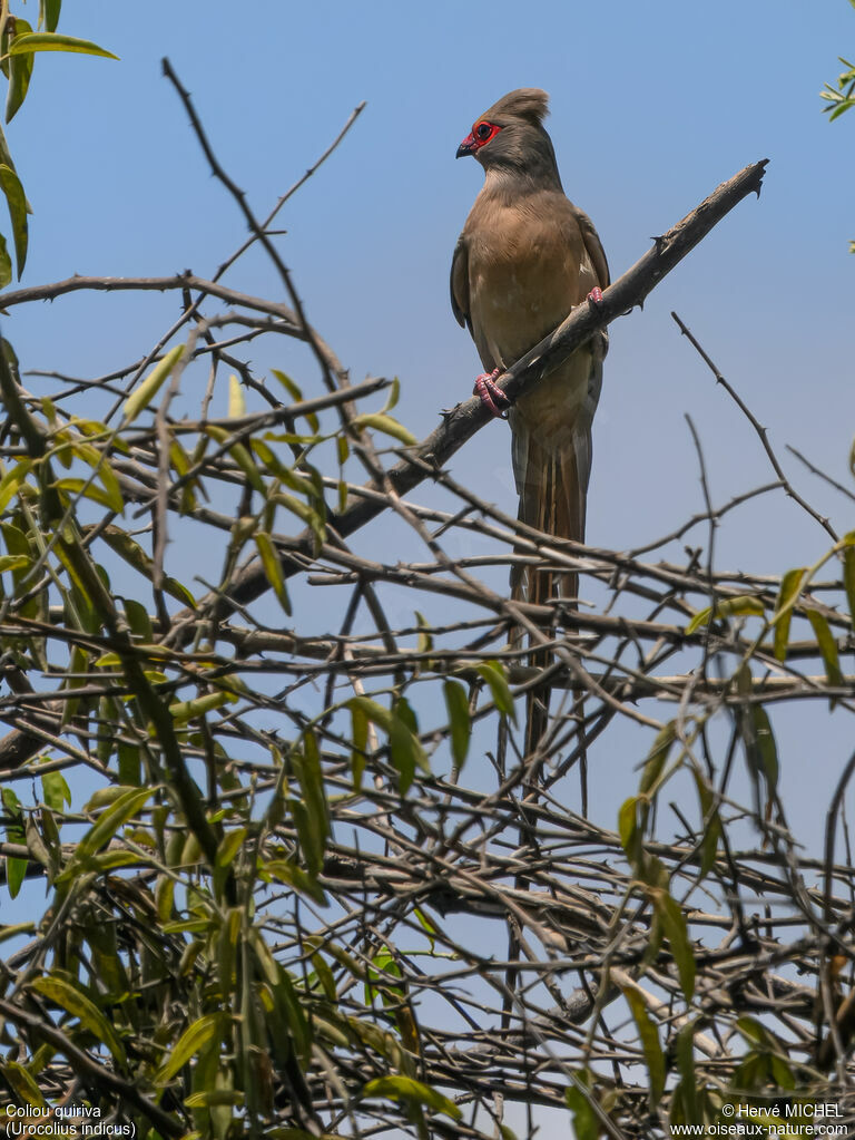Red-faced Mousebirdadult