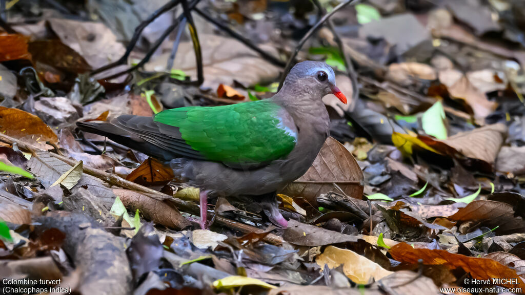 Common Emerald Doveadult