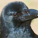 Corbeau indien