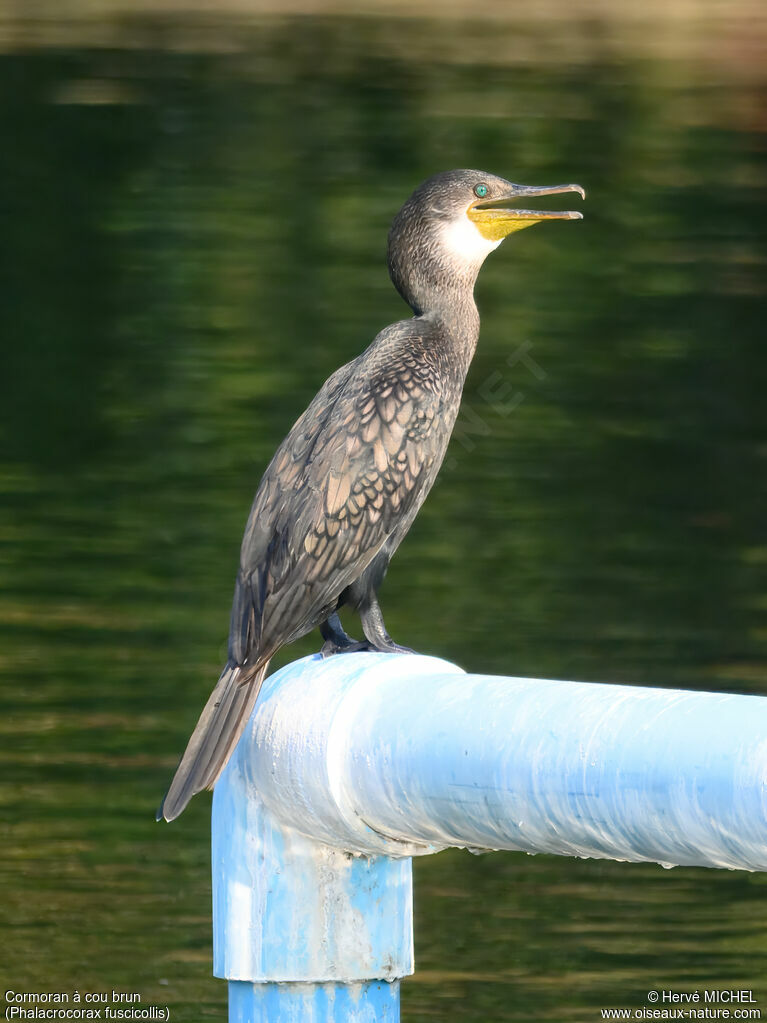 Cormoran à cou brun
