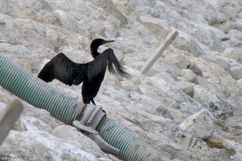 Cormoran de Socotraadulte internuptial, identification
