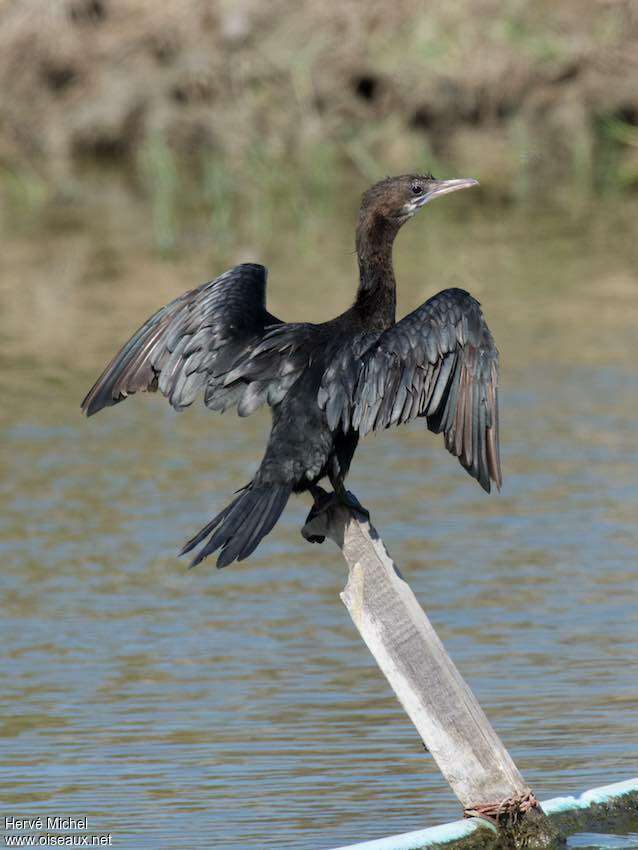 Cormoran de Vieillotimmature, mue, soins, composition, pigmentation