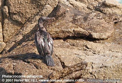 Pelagic Cormorant