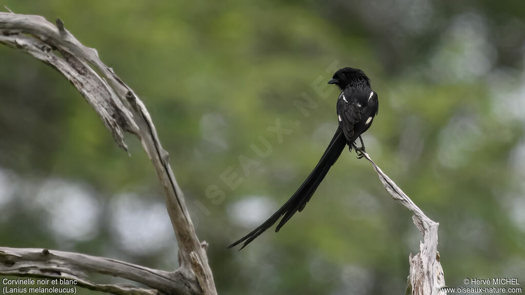 Magpie Shrike
