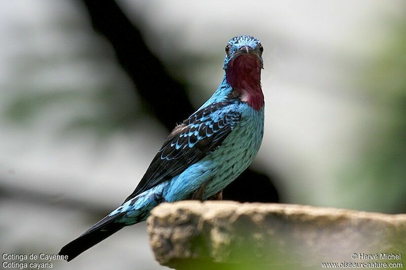 Cotinga de Cayenne mâle adulte