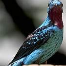 Cotinga de Cayenne