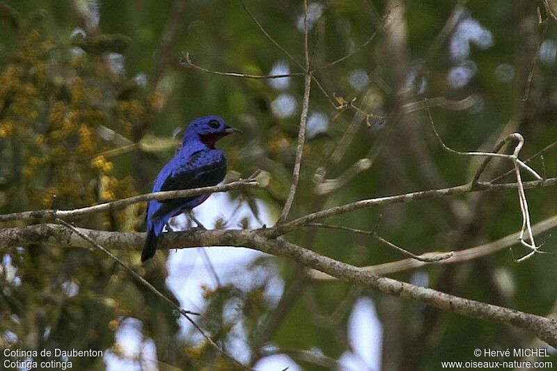 Purple-breasted Cotinga male adult, identification