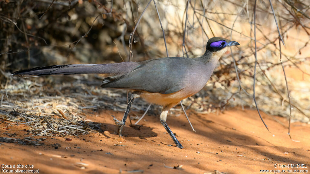 Coua à tête olive