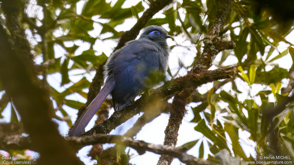 Blue Coua male adult