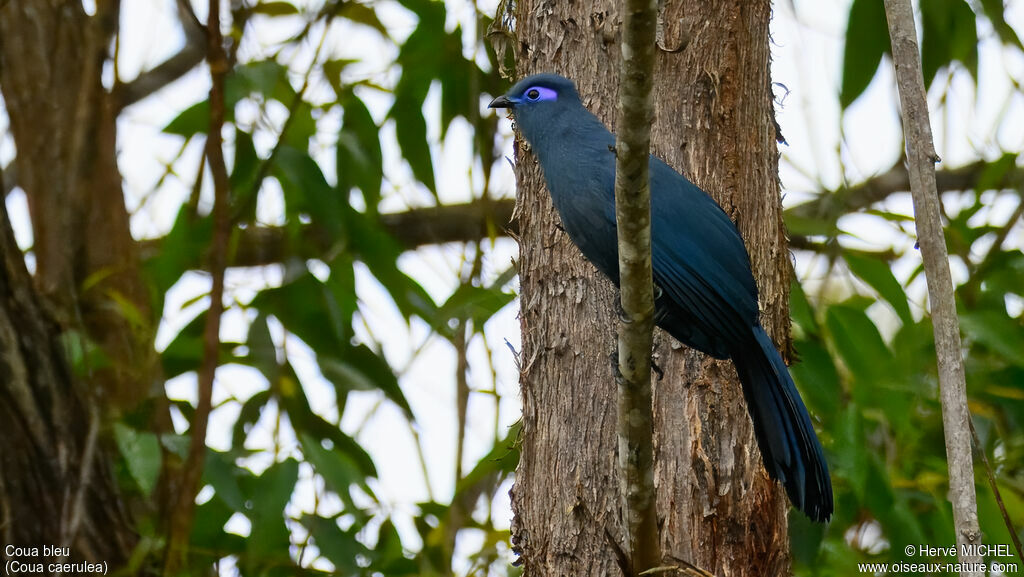 Blue Couaadult