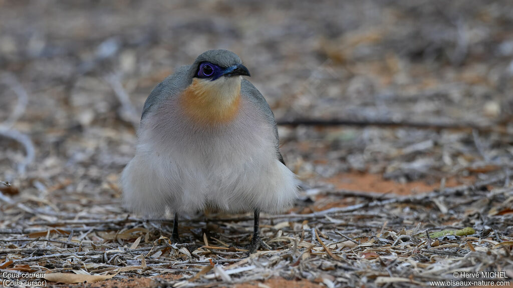 Running Coua