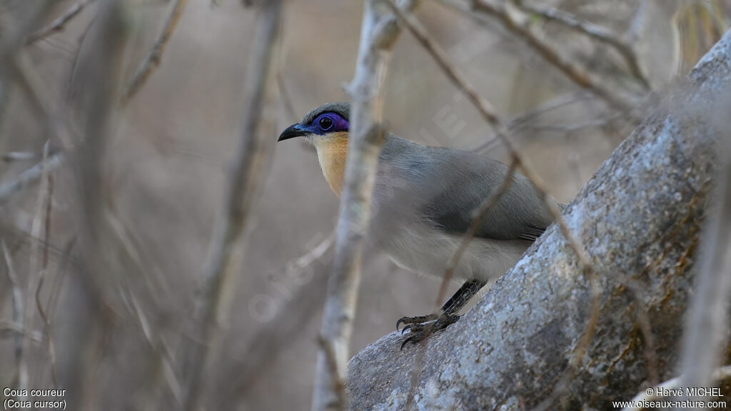 Running Coua