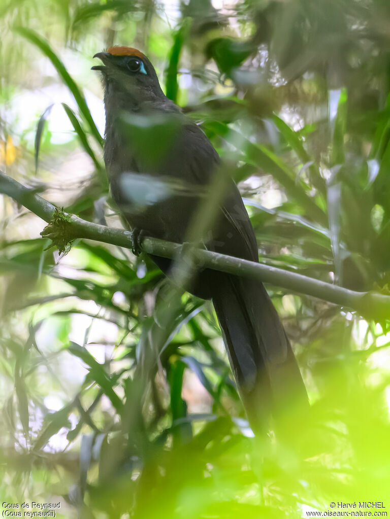 Red-fronted Coua