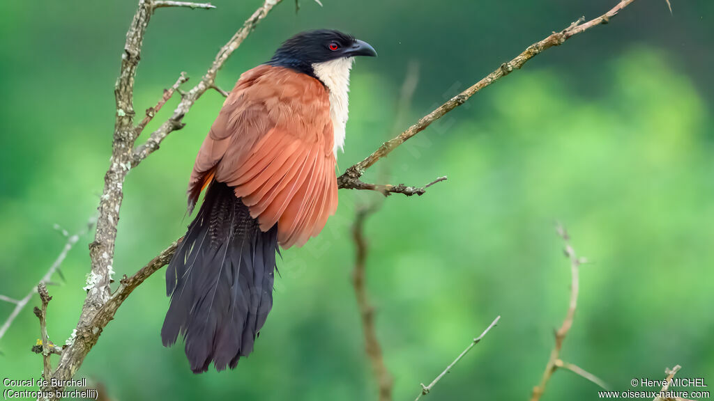 Coucal de Burchelladulte