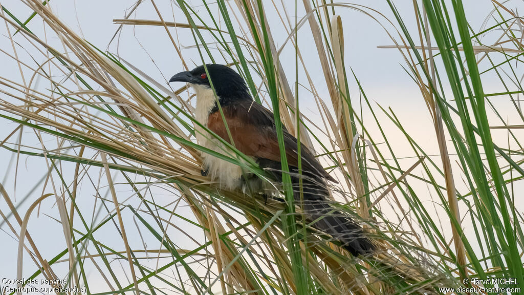 Coucal des papyrus