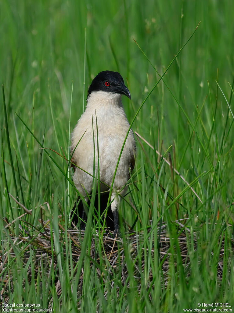 Coucal des papyrus