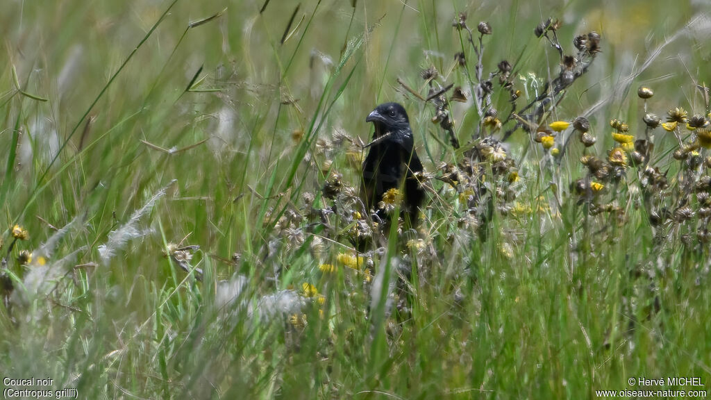 Coucal noir mâle adulte