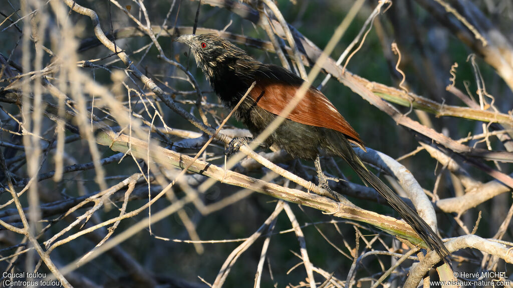 Malagasy Coucal
